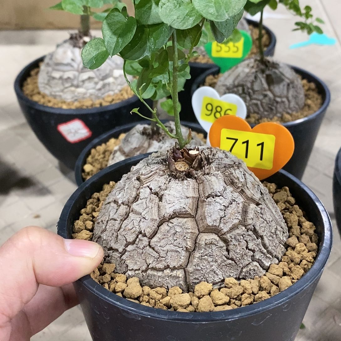 南非龟甲龙龟甲龙