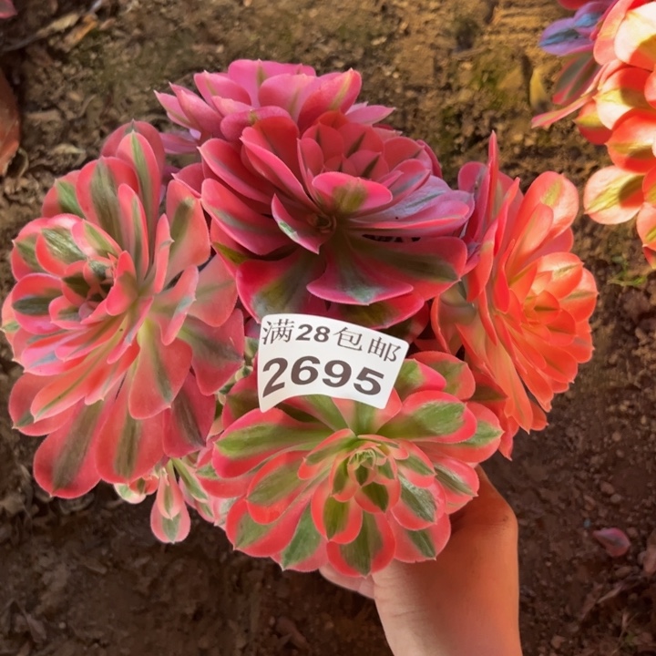 2695女巫多肉植物