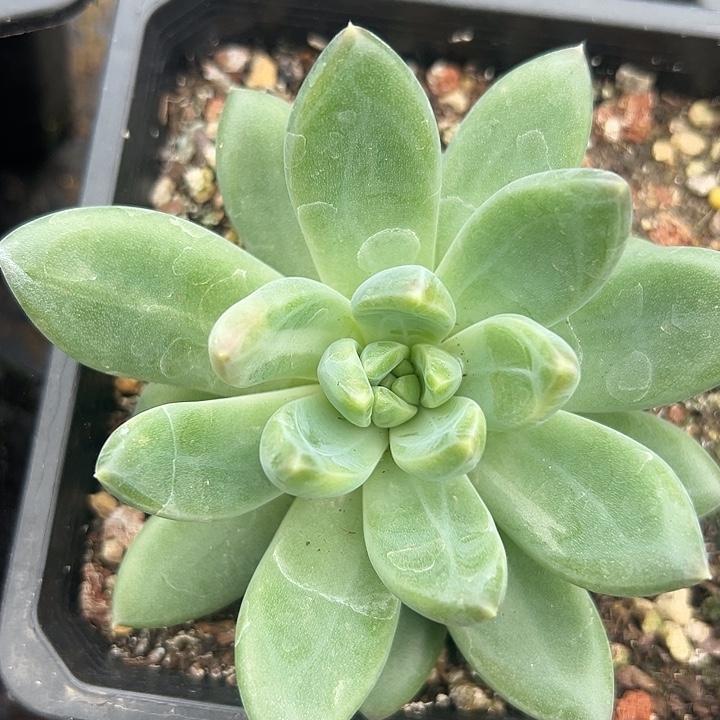 美人大单头一物一拍