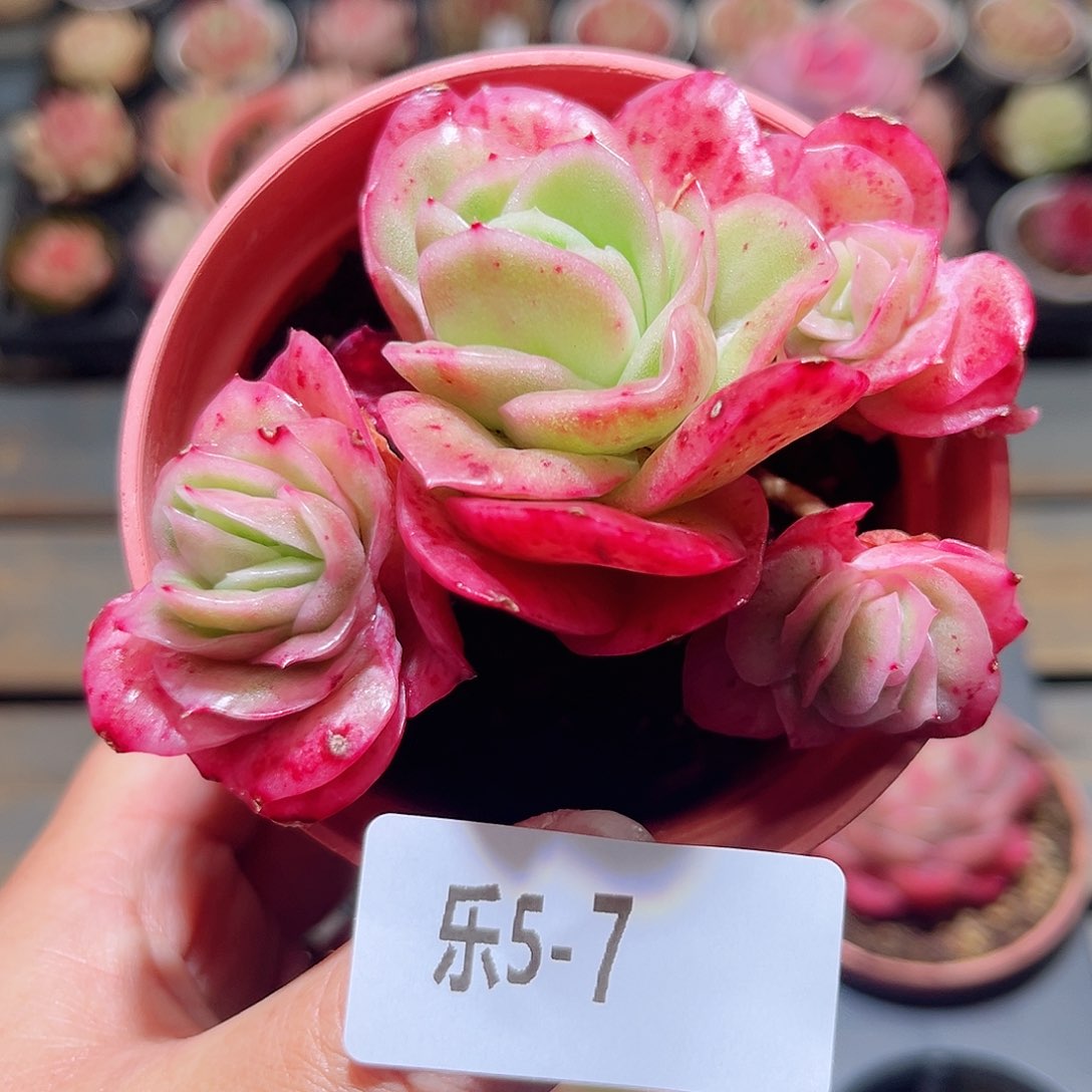 乐5-7 冰玫瑰锦群