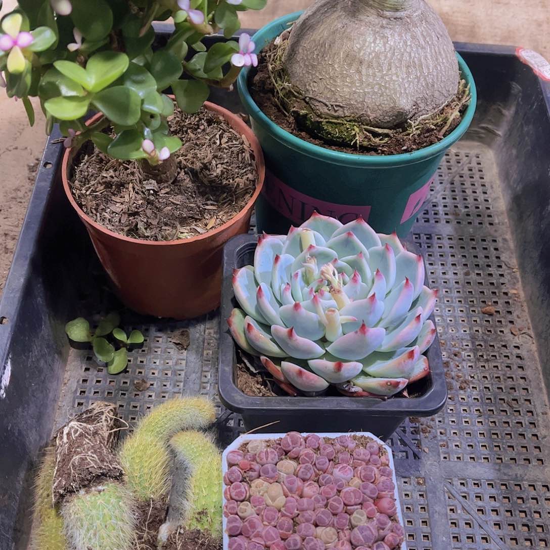 多肉023多肉植物