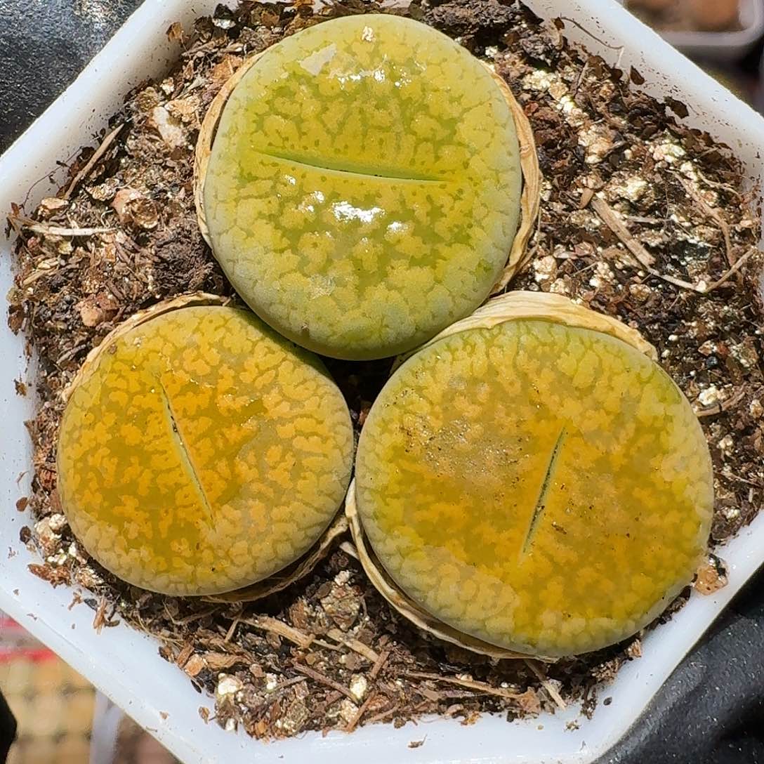 生石花等植物11111111。   227