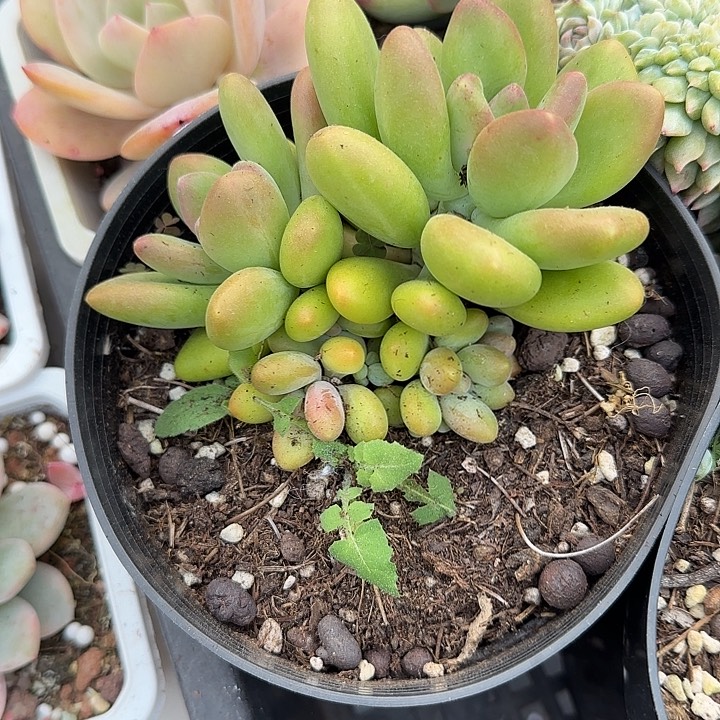 青蛙王子儿童牙膏11