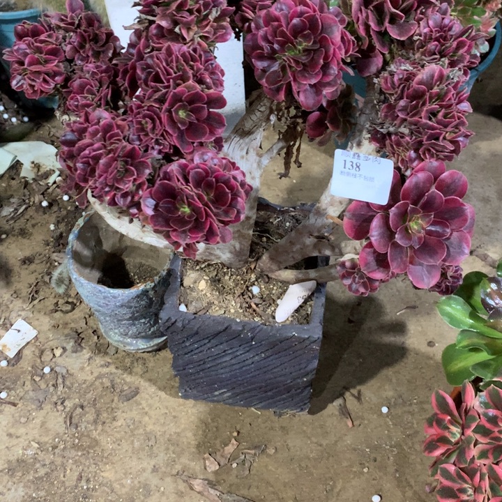 春***。138美杜莎缀多肉植物特价