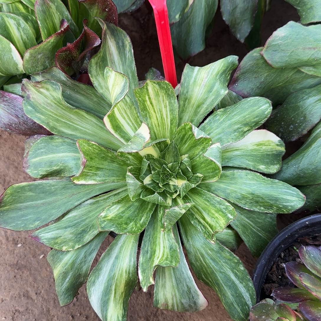 4586冰七彩多肉法师