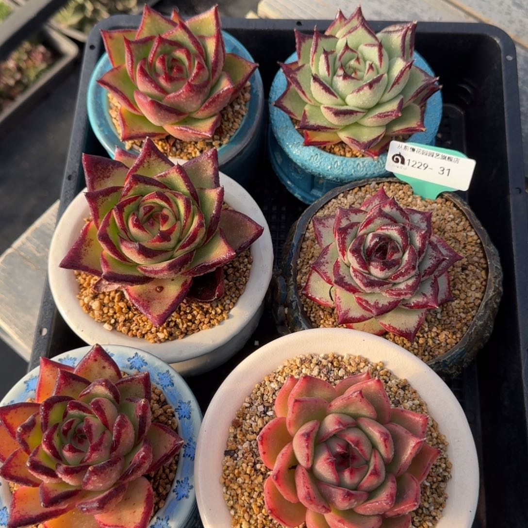 从前慢多肉精选编号1229.31