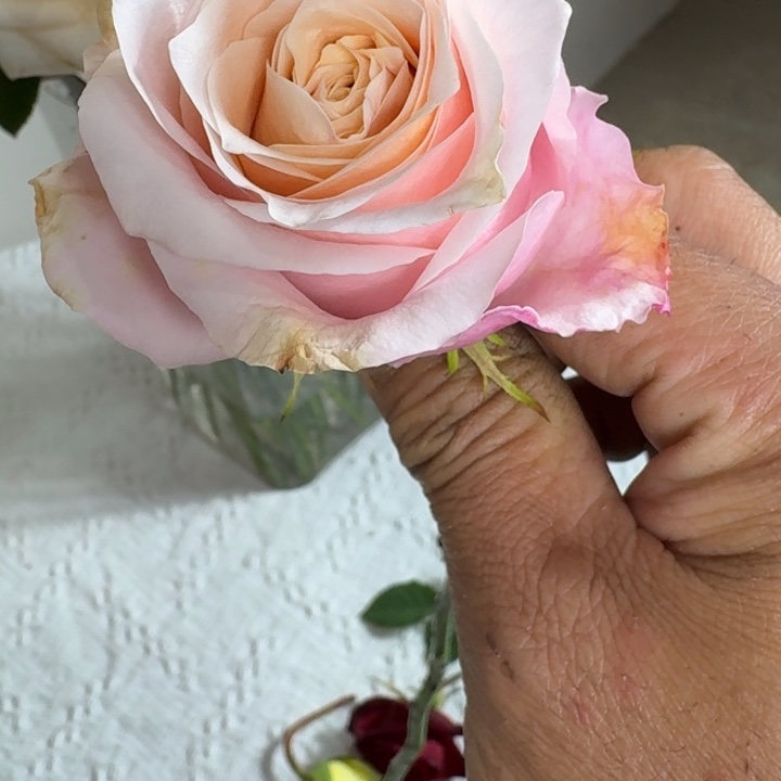 无花朵托斯卡纳根接小苗