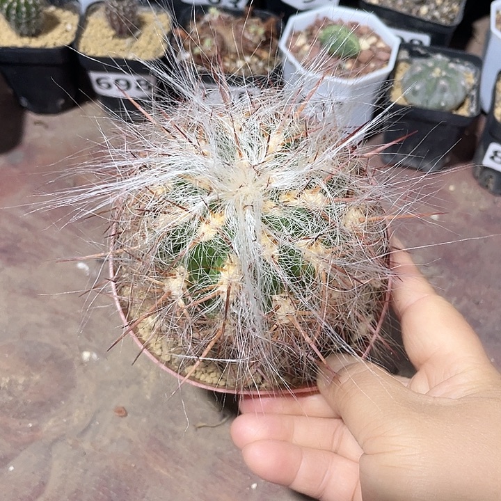 804大狂刺恐龙蛋，