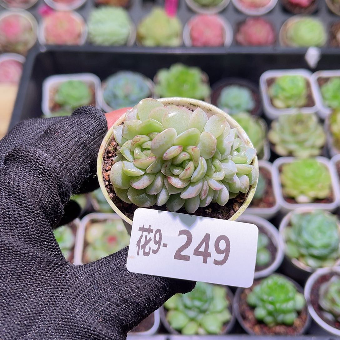 花09-249容晶缀化