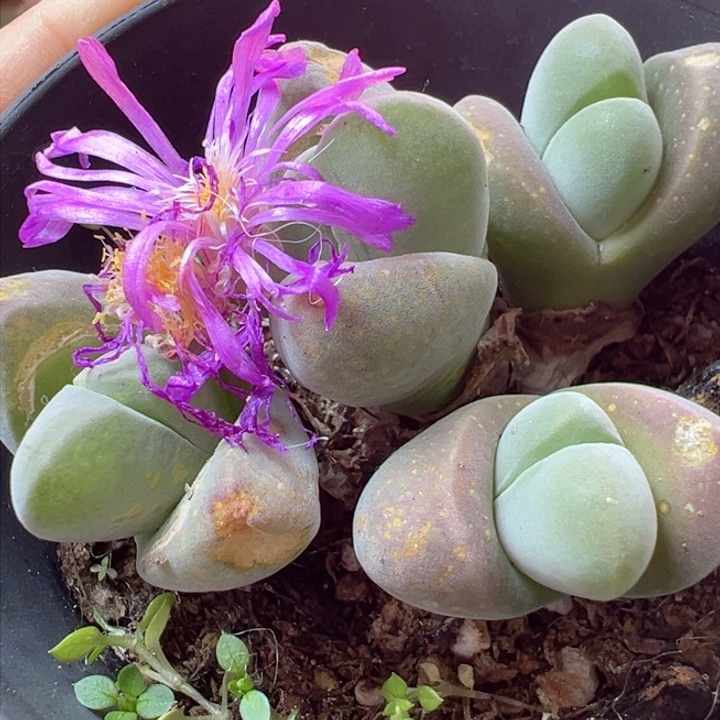 可以的哈不来就好哈