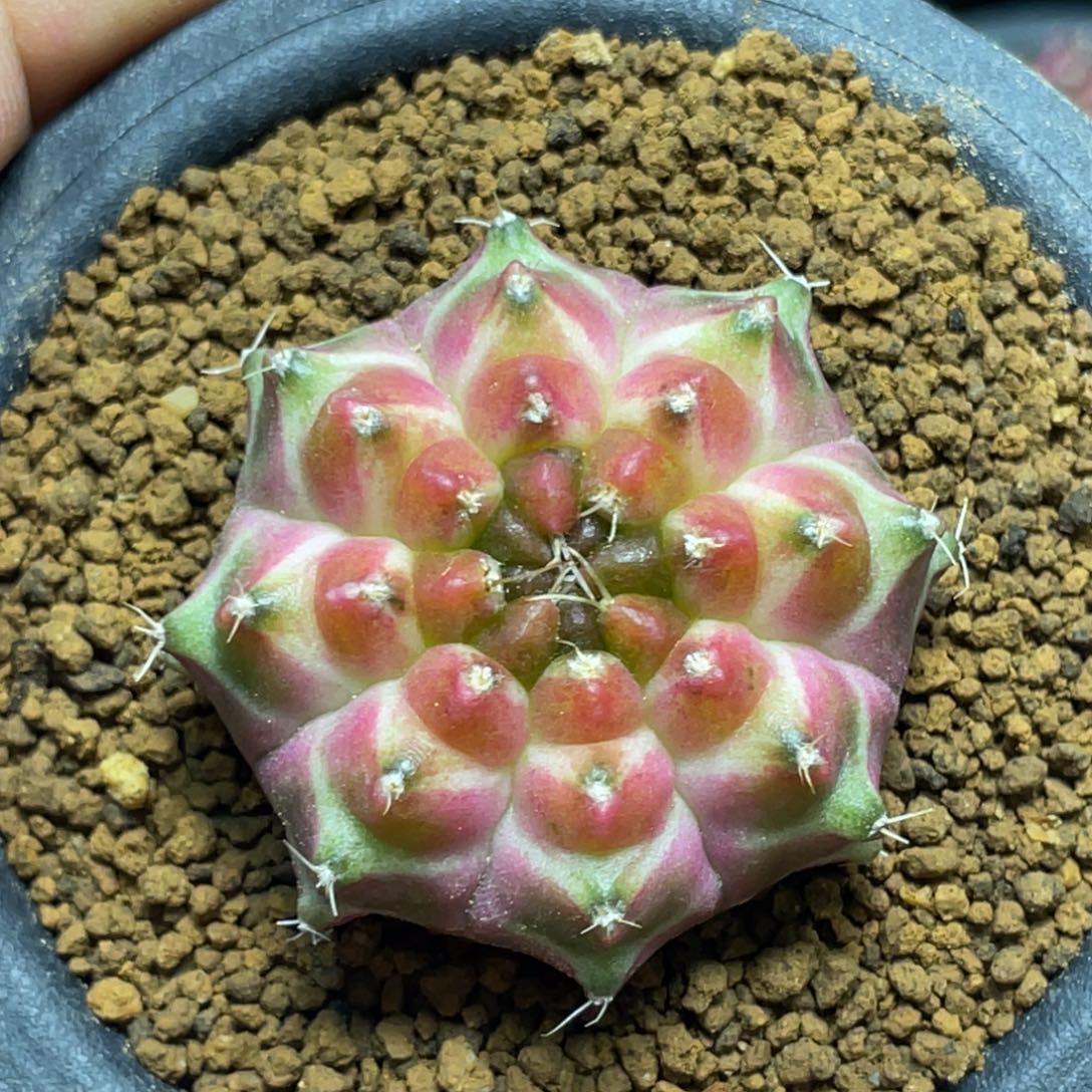 当前无花朵，栽培后可花朵橘粉梦想轮回