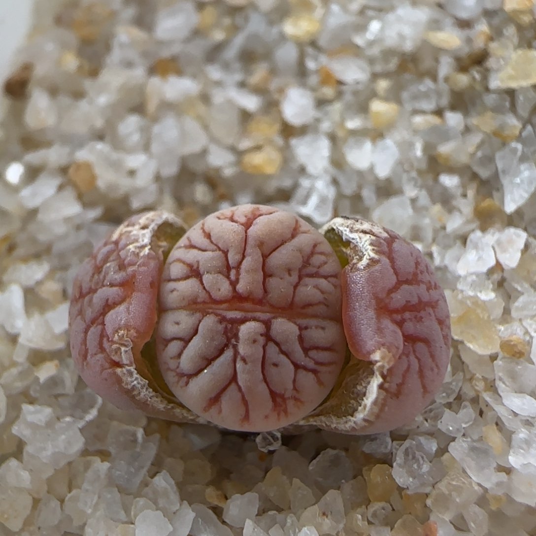 2.6.25/花叔种源261