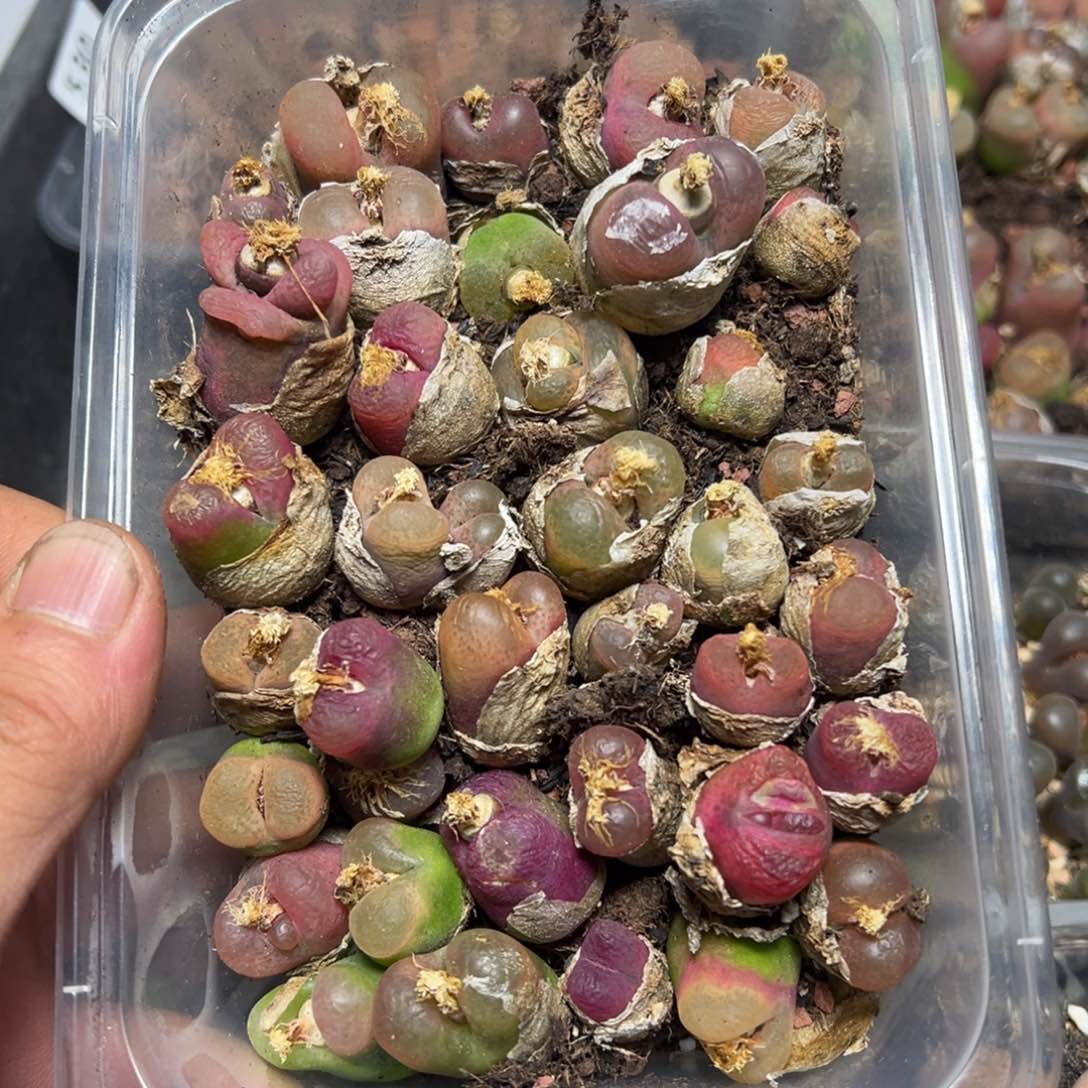 【闪购商品】 532。    