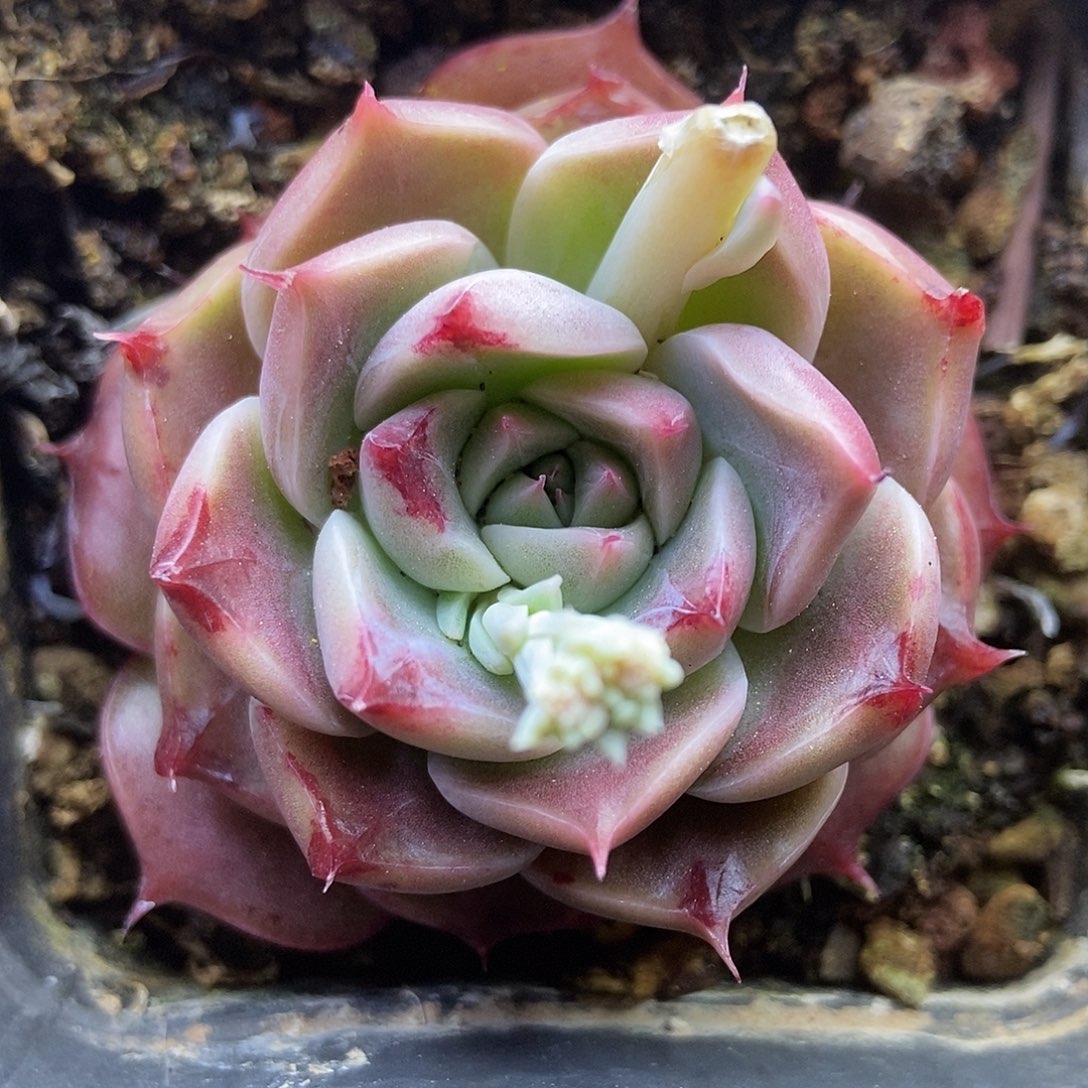 一物一拍一单包邮 250