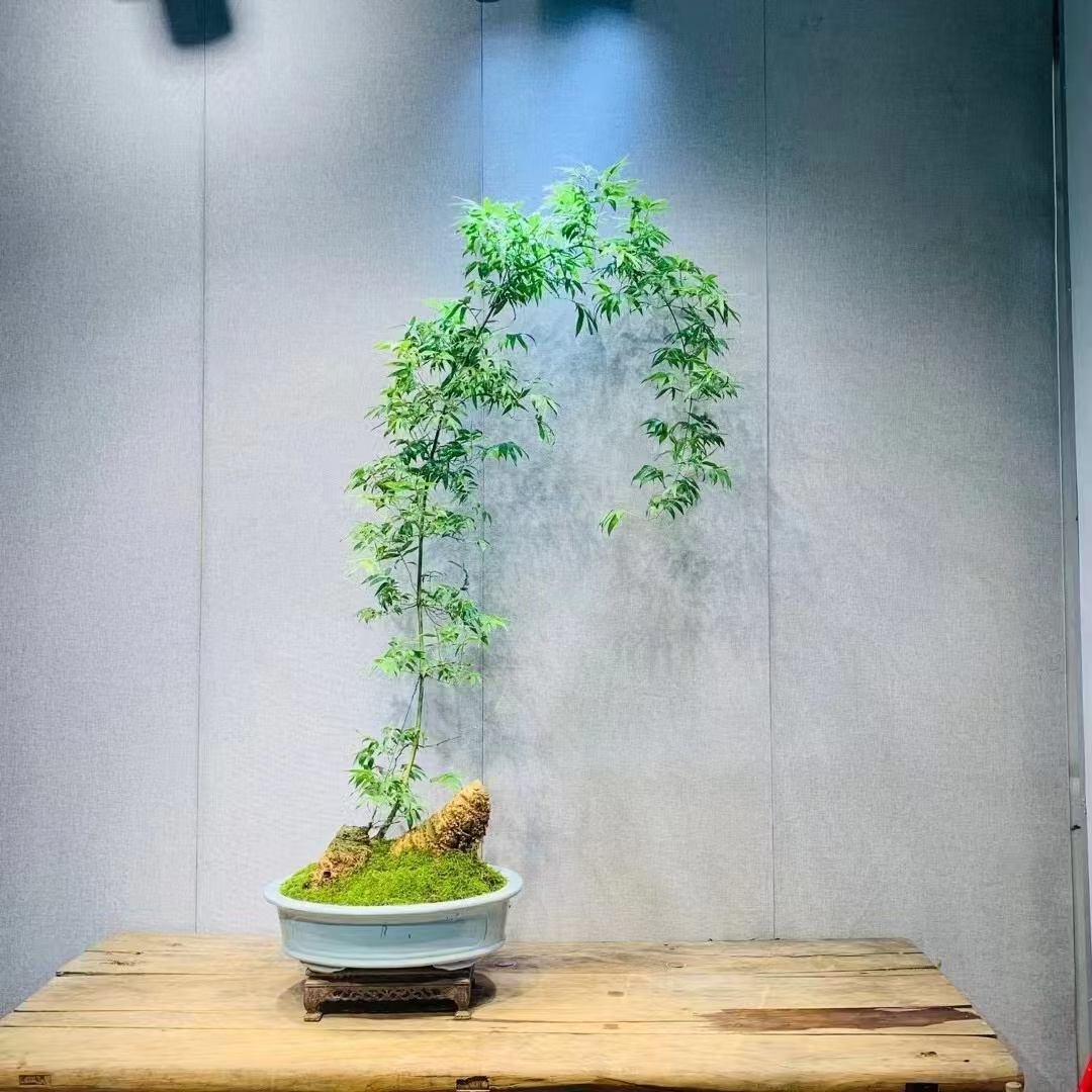 小叶簕竹盆栽室内桌面装饰雅致四季常青好养活植物