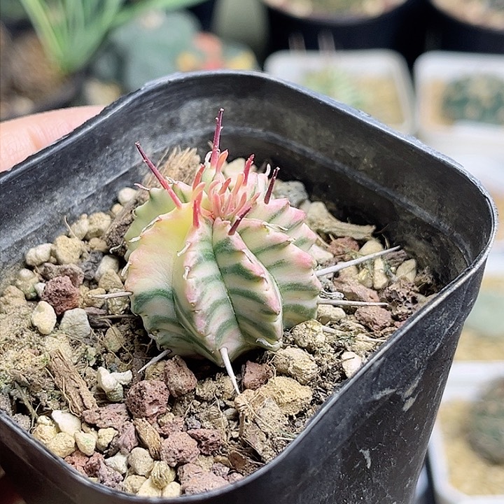 斑马锦一颗一物一拍