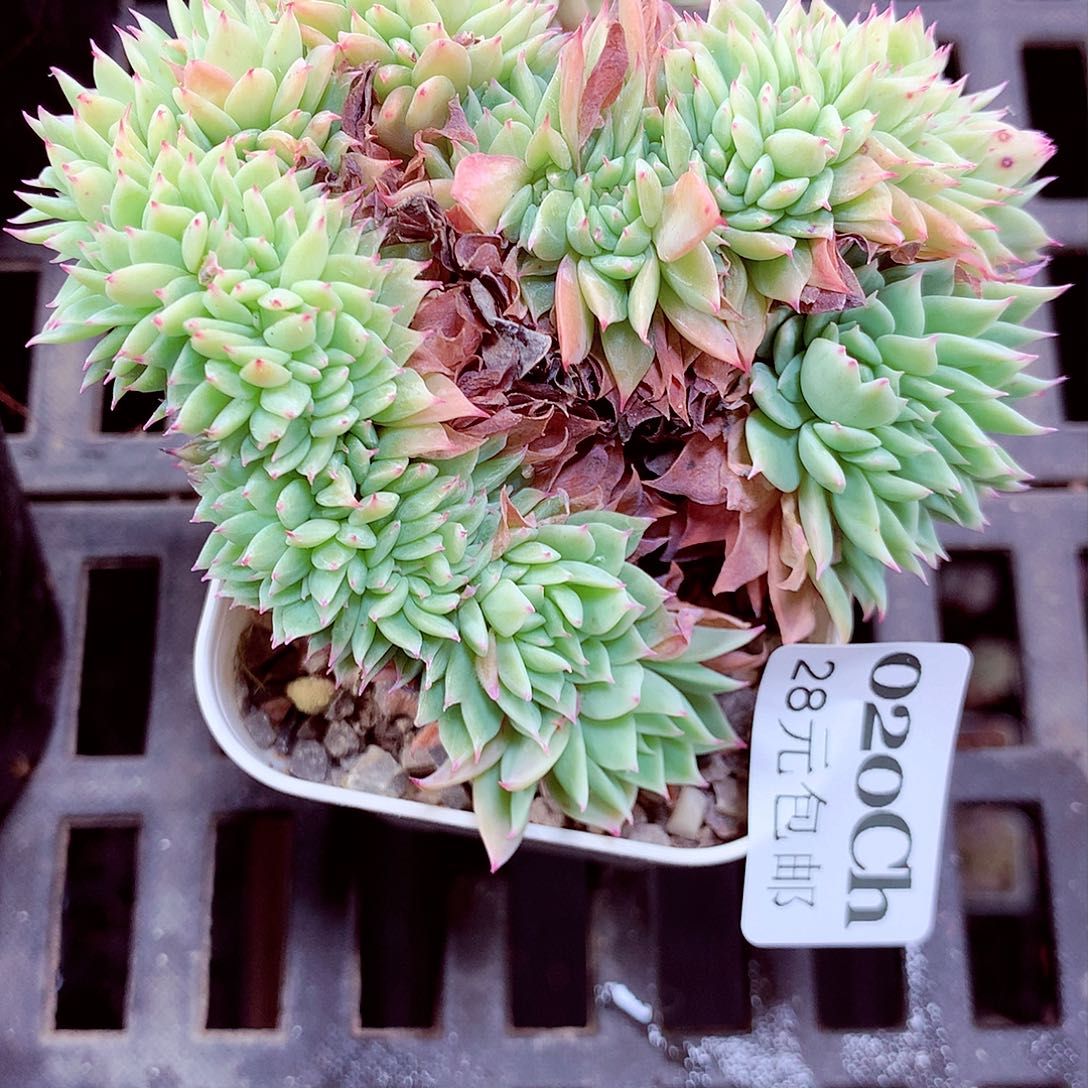 5厘米盆精控多肉020