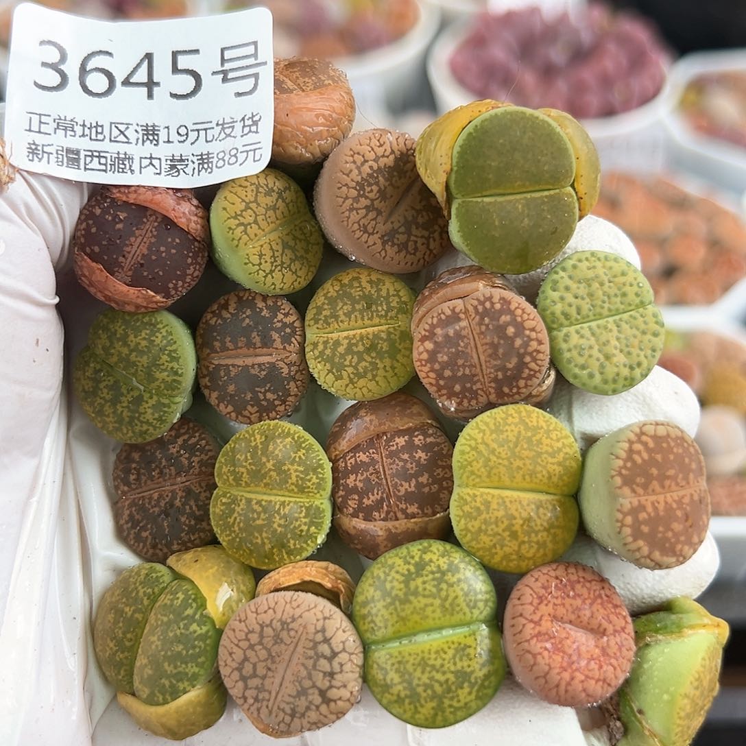 好养易活生石花大母本3645共20个