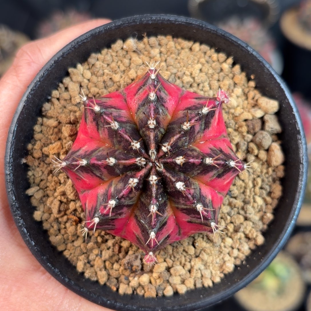 泰系米哈仙人球166