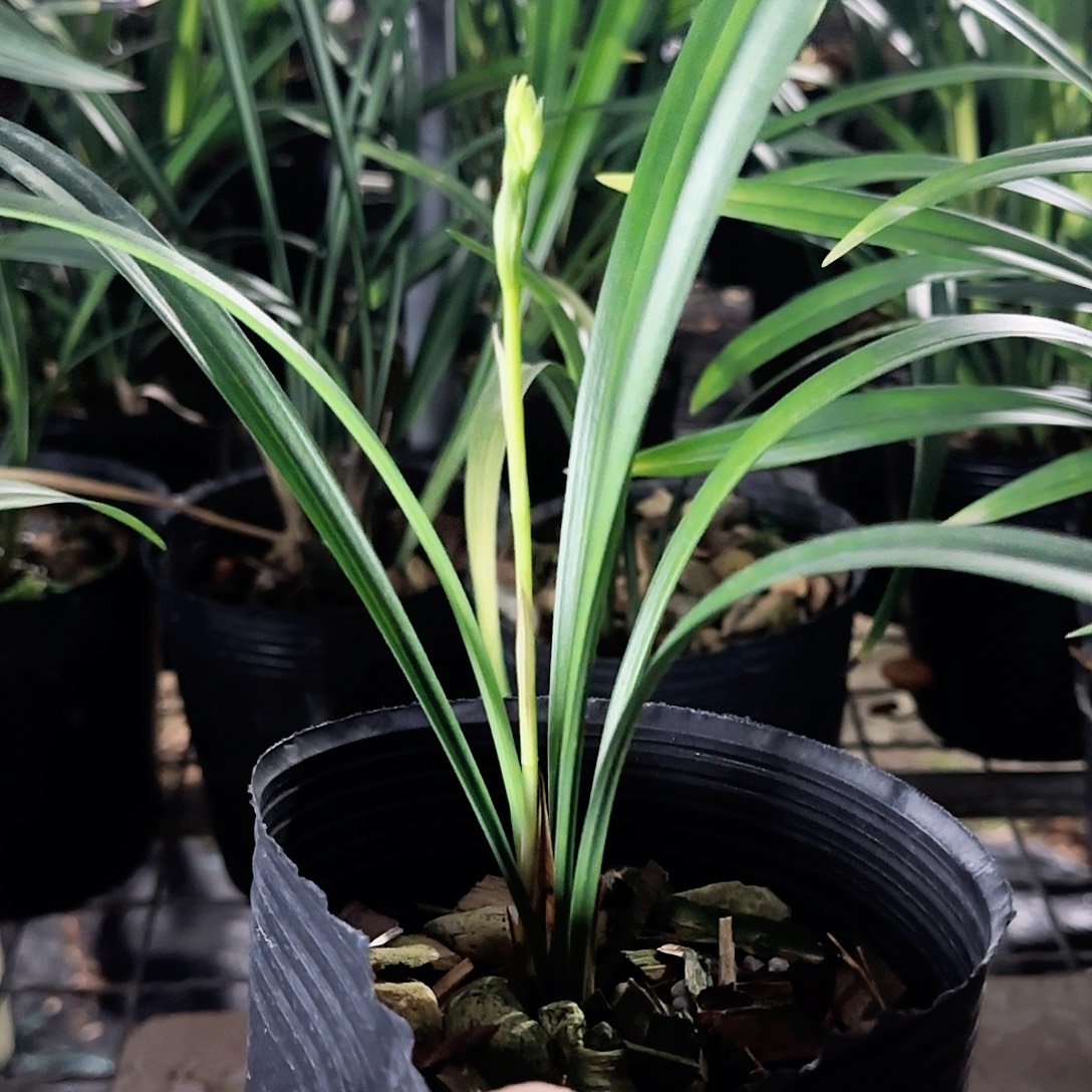 完全开放建兰带花苞