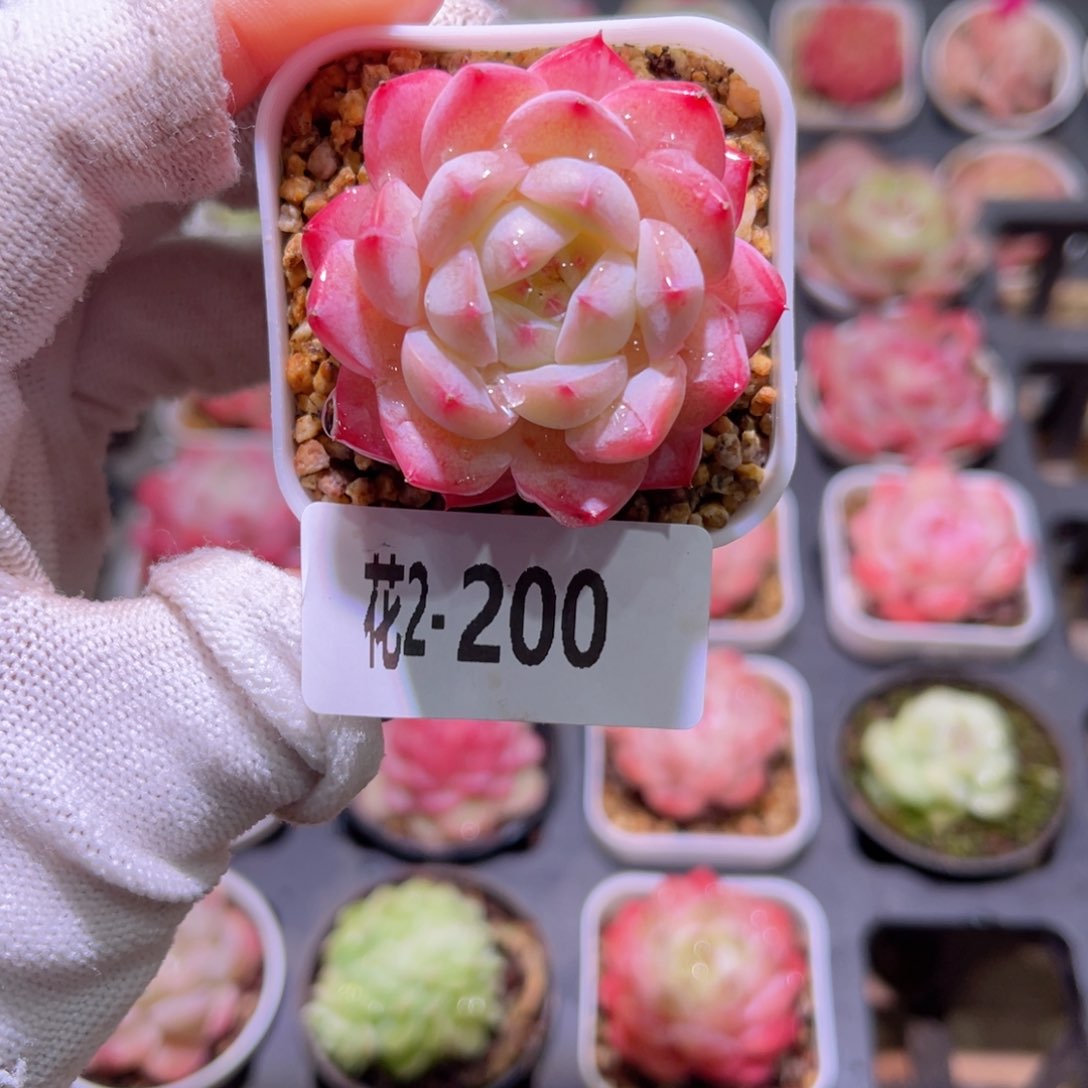 花01-200白桃汽水