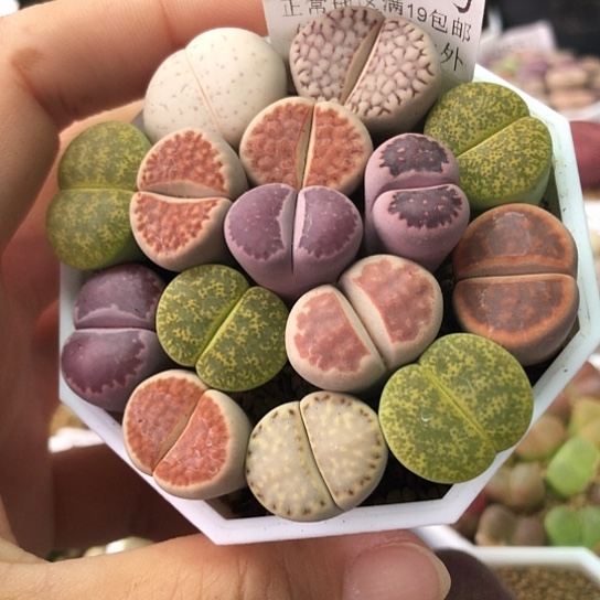 5980，如图母本一物一拍