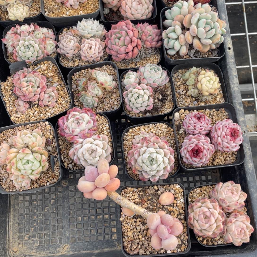 多肉植物十八个精品组230