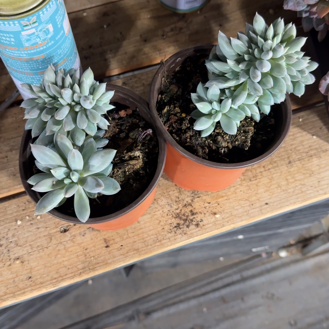 天***心两颗叶插哥特缀化一物一拍