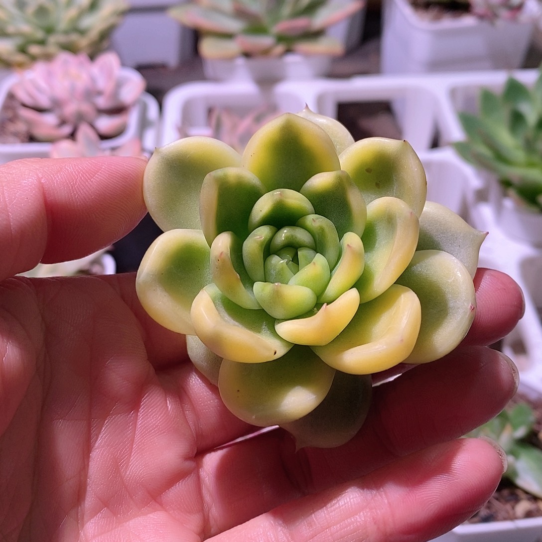 晴空珍妮锦多肉植物老桩