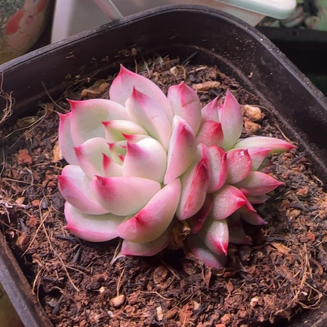 吉娃娃锦 多肉植物群