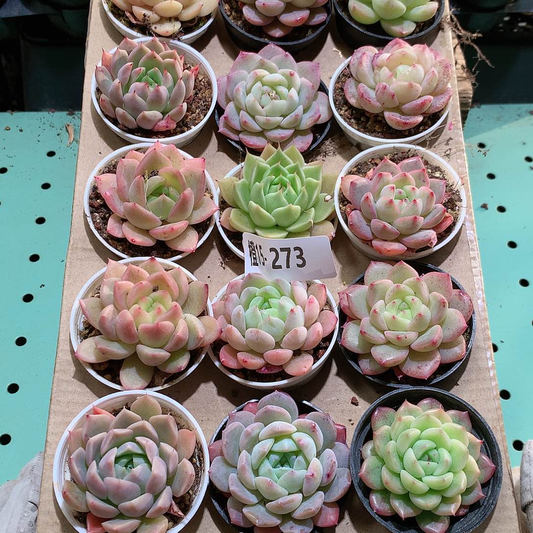 15-273一物一拍带盆18颗。