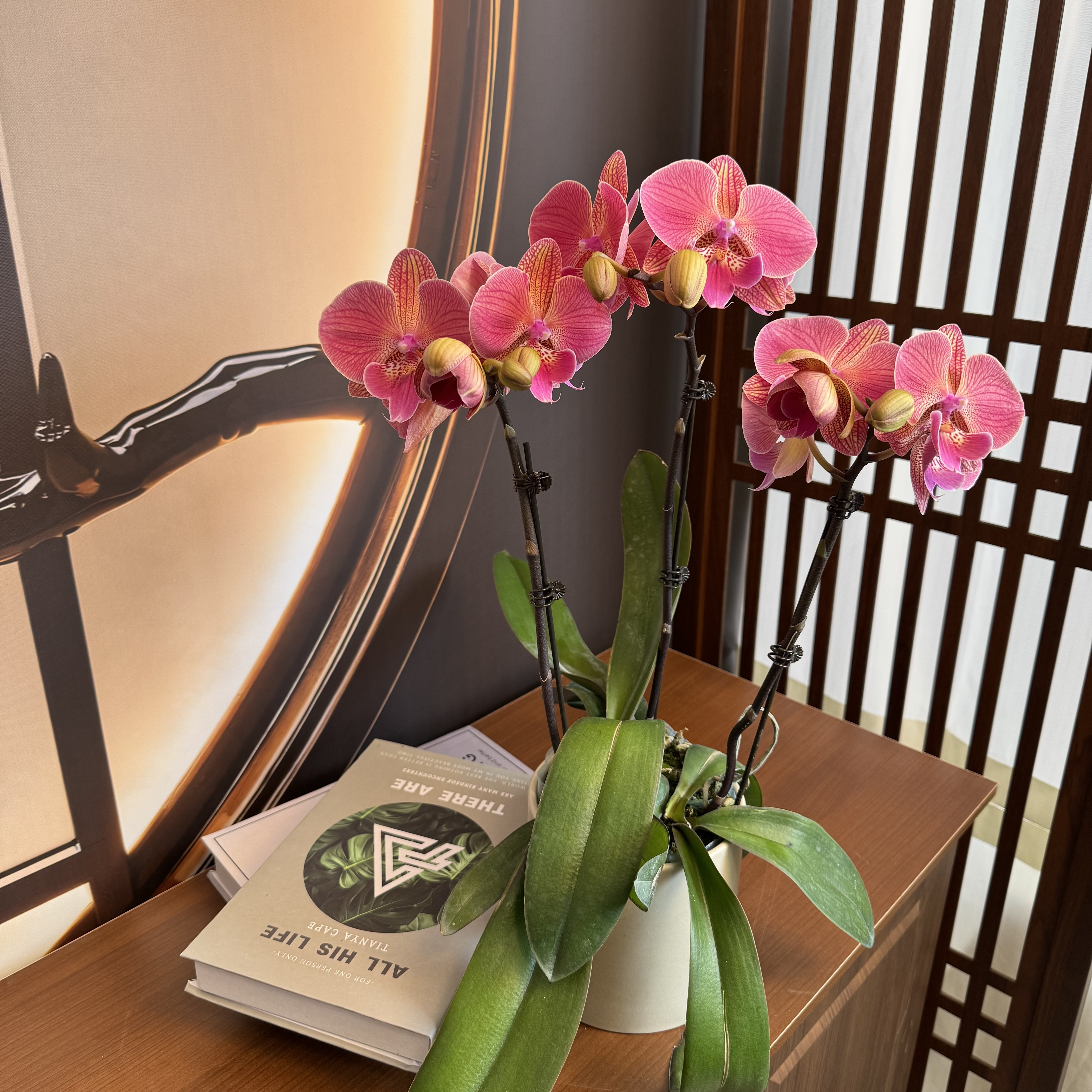 【聚宝美人鱼】 3.0寸 精品蝴蝶兰 开花带花苞 花卉基地直发