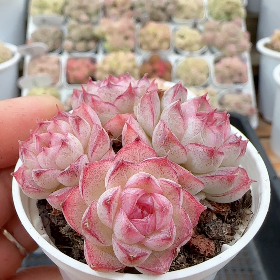 【闪购商品】0128-10女王