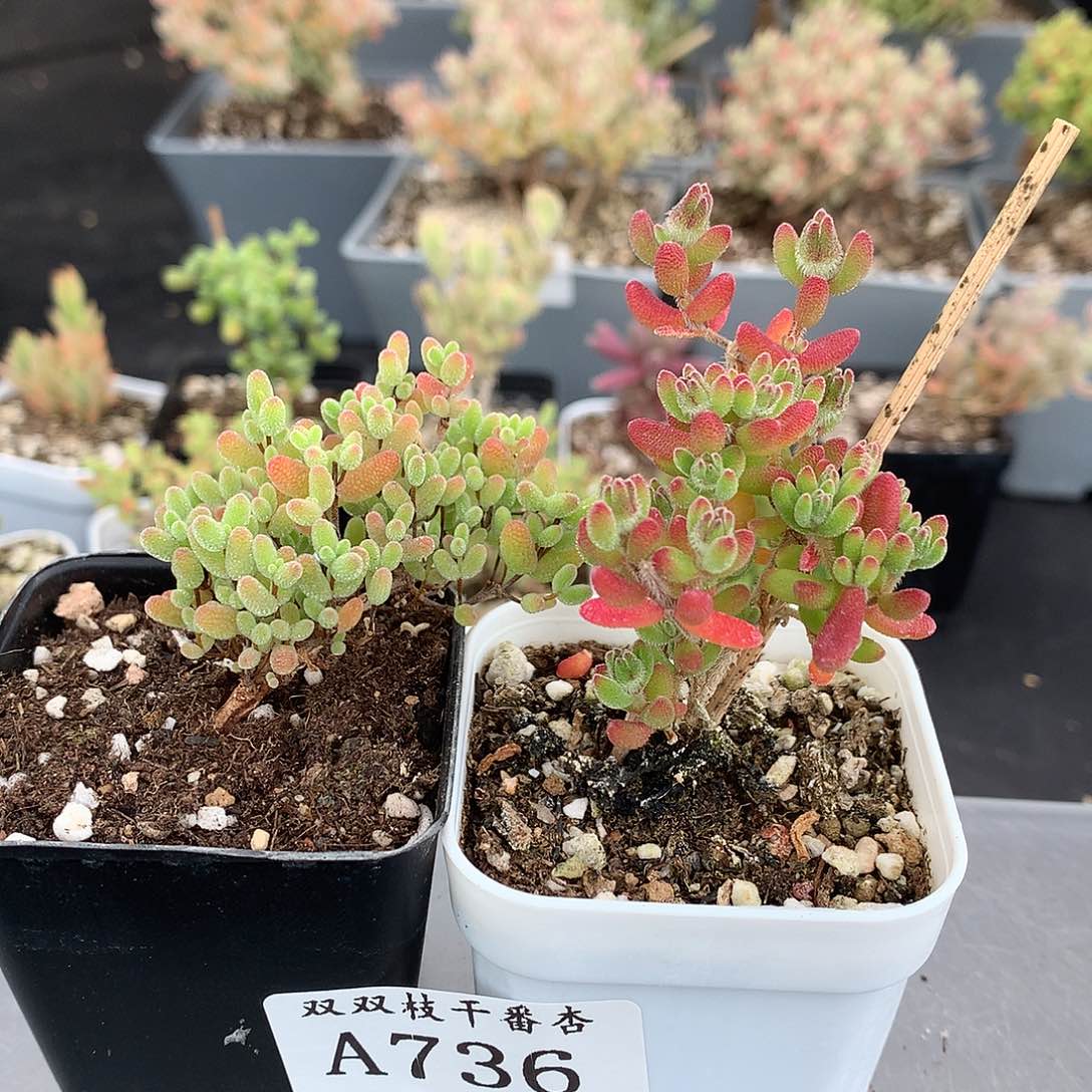 736蜜橘红宝石。