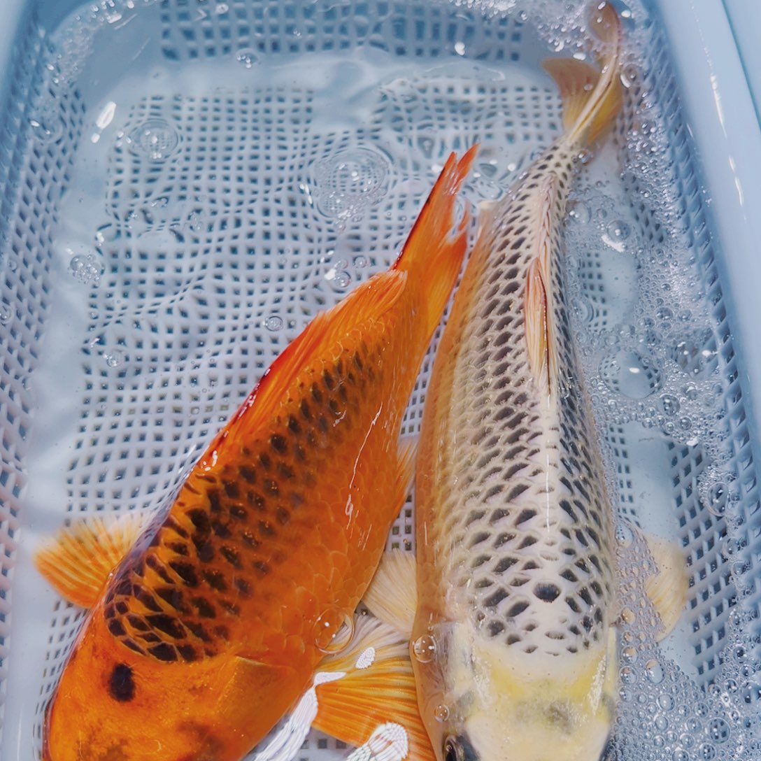 海水鱼锦鲤观赏鱼185