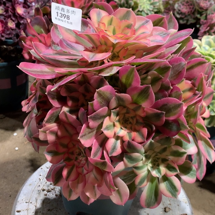 1398粉女巫多肉植物