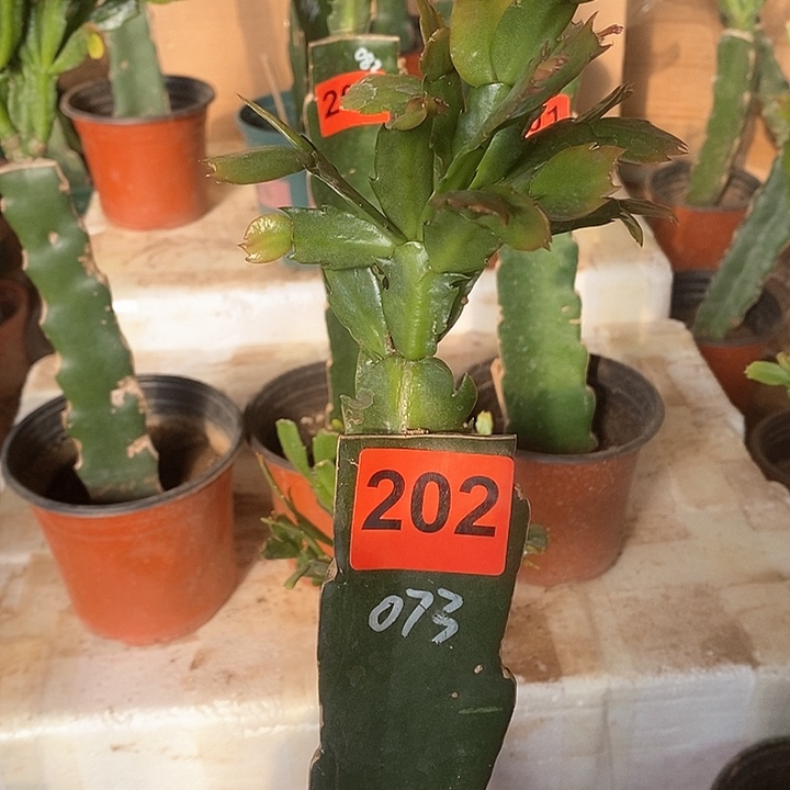 无花朵知*073/202号新疆不包邮