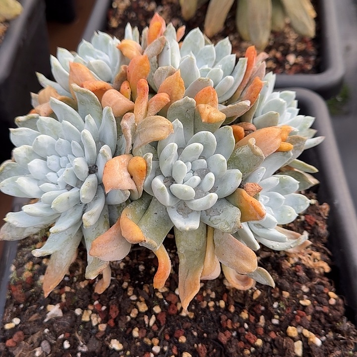 拇指仙女杯多肉植物