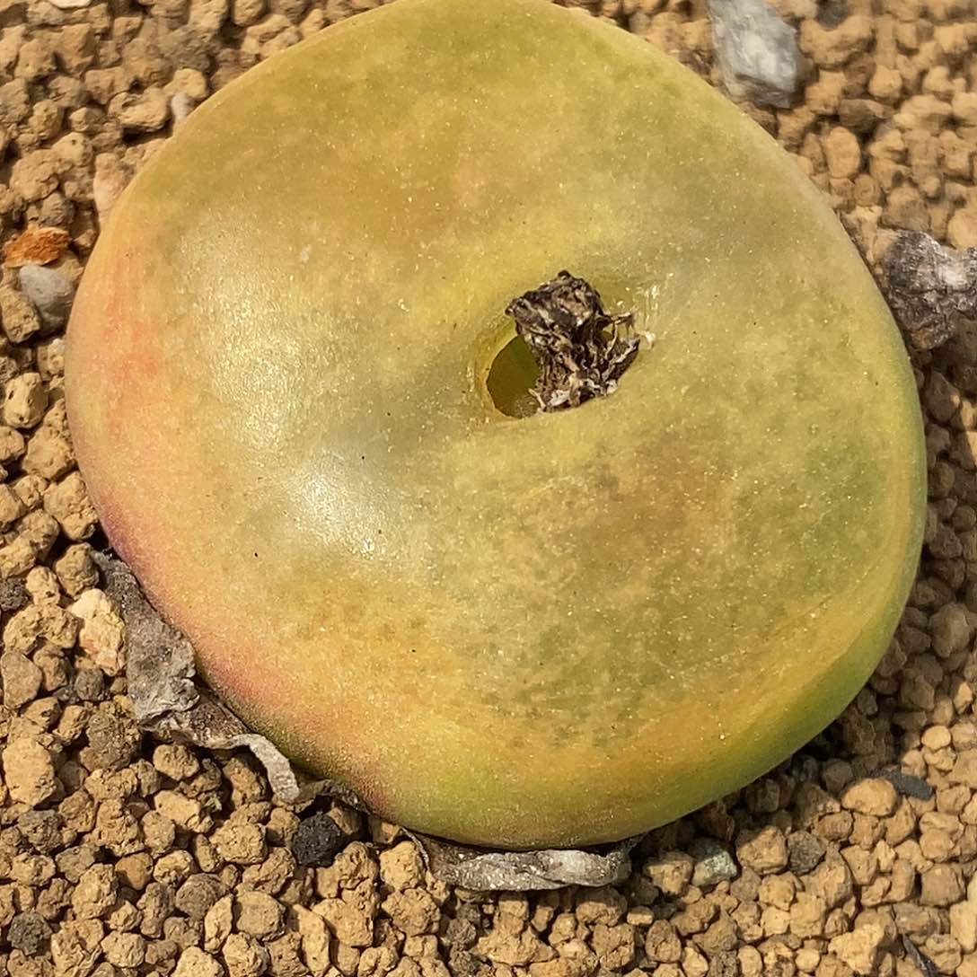 吃***?桃喜花园0421-9蟠桃福利