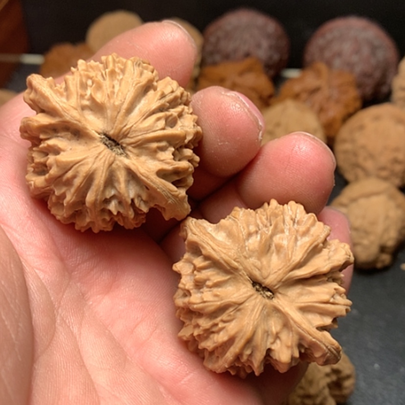 【闪购商品】更**此野生灯笼