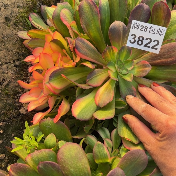 3822南七彩多肉植物