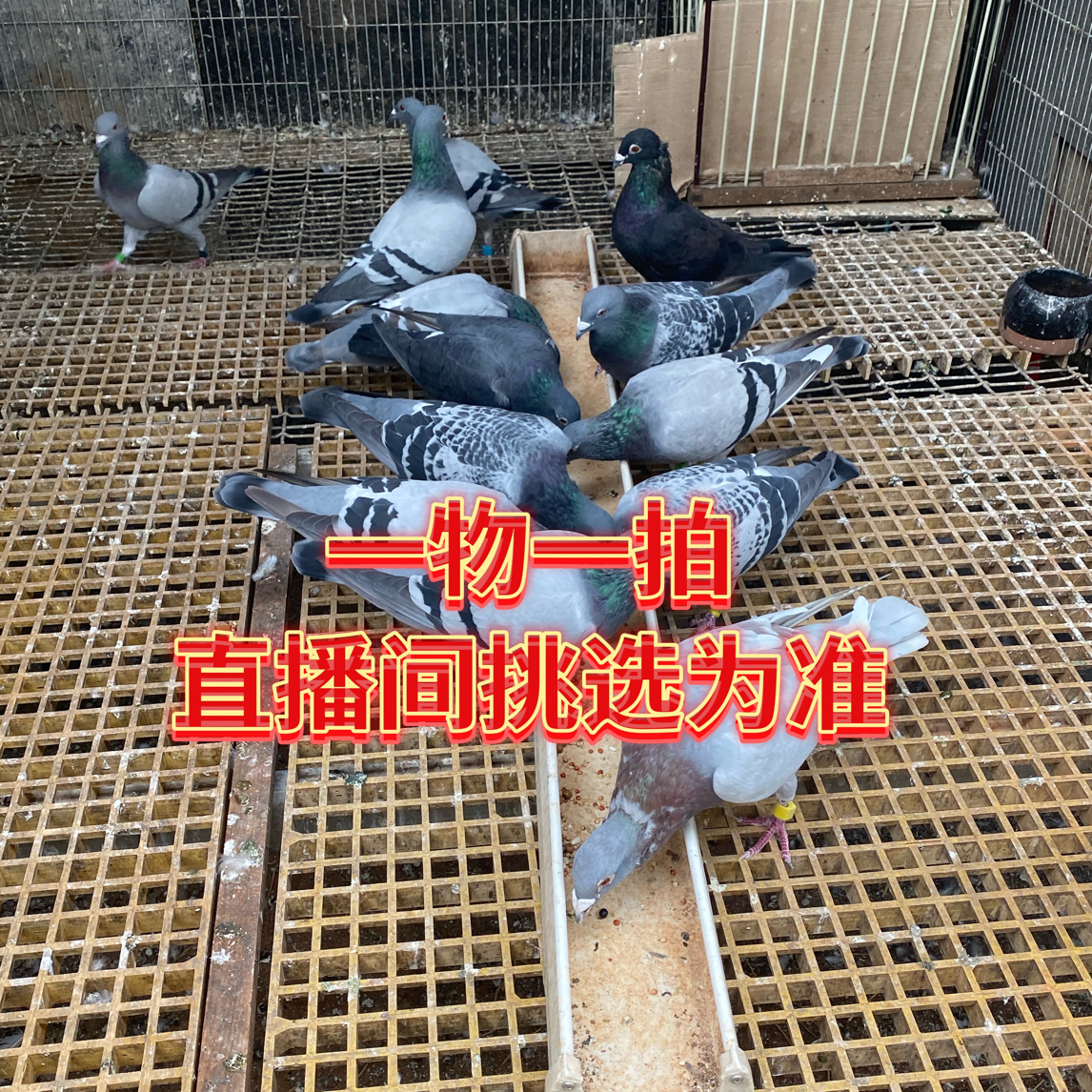 活体鸽子成绩鸽信鸽青年鸽（可分公母，颜色直播间为主）