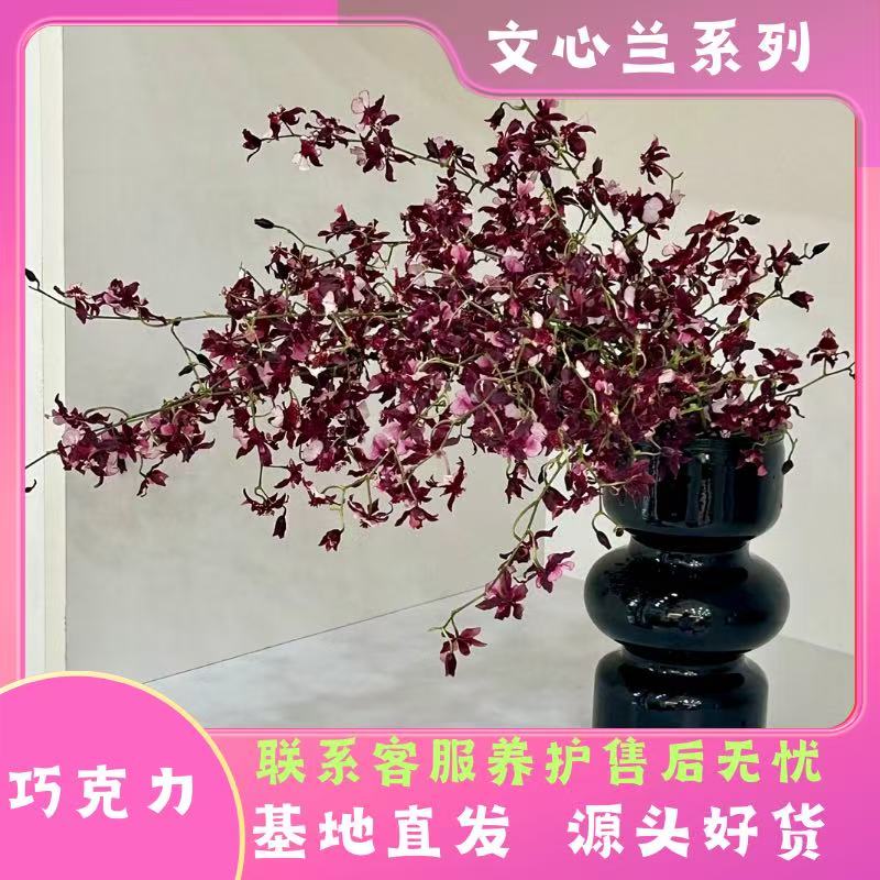 【巧克力】文心兰浓香型保底1花剑精致盆栽易爆盆好养阳台庭院爆花