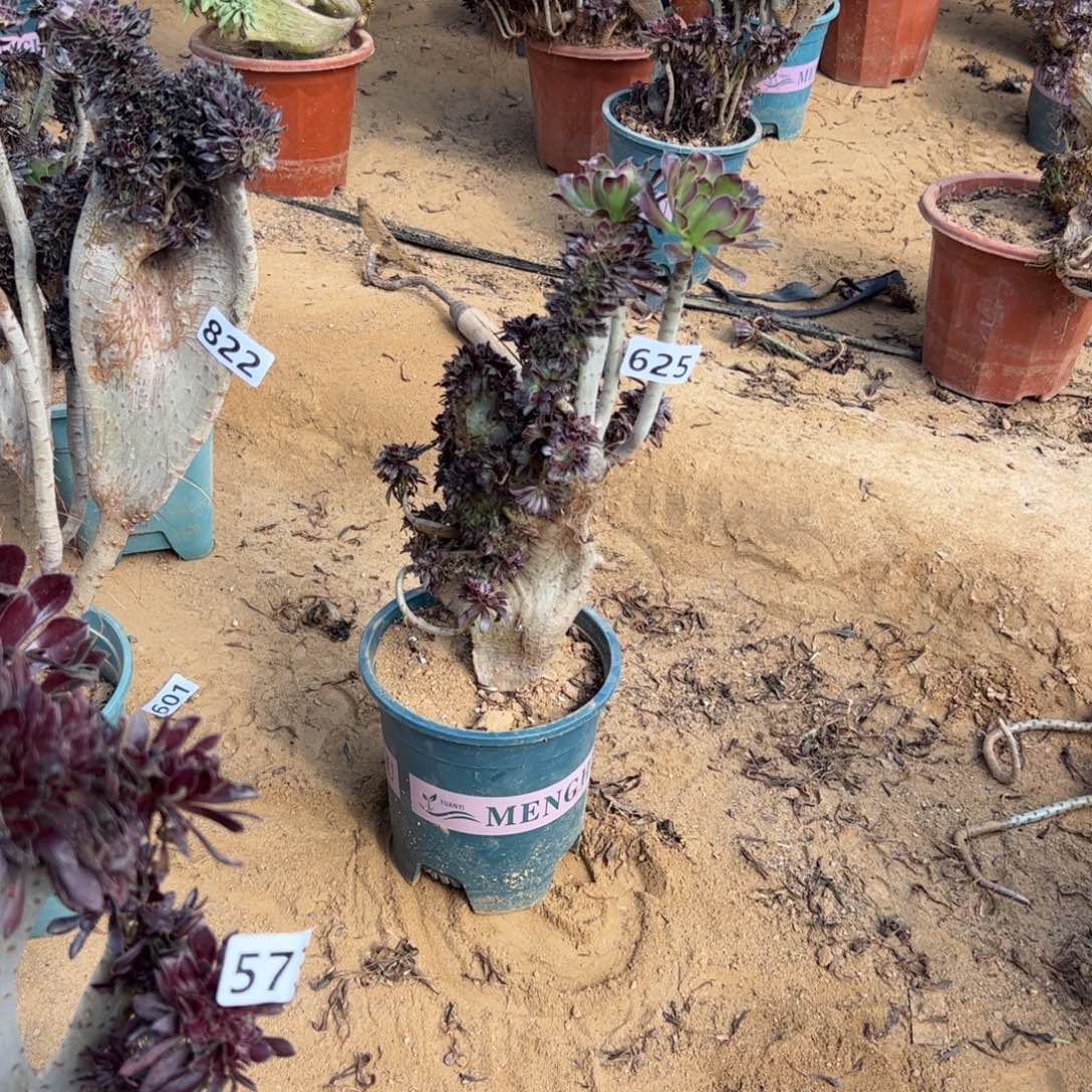 有伤黑缀625满28包邮