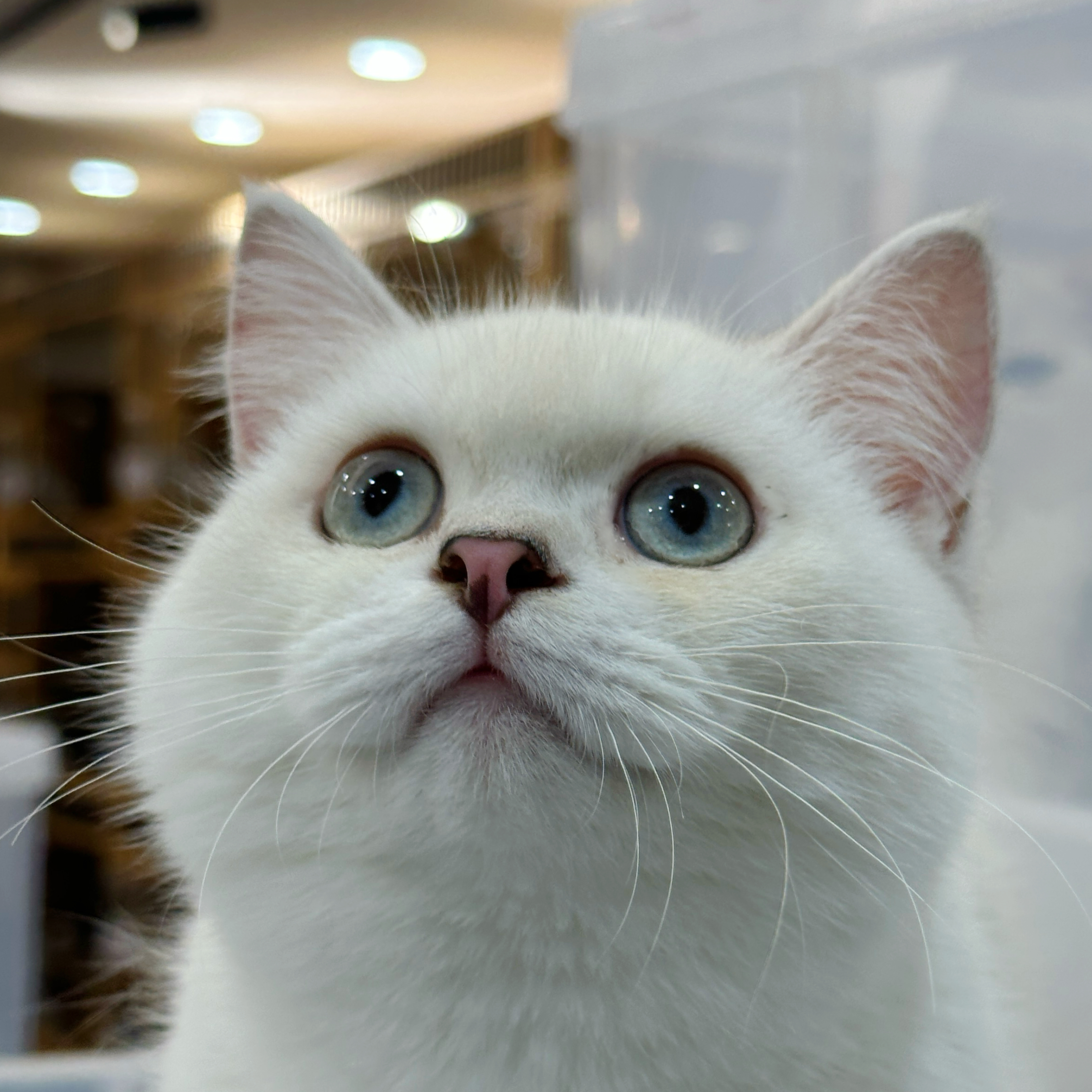 来了姊妹-银点矮脚猫-妹妹-73