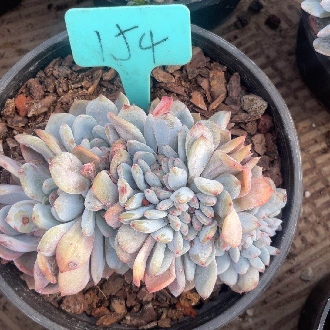 M***n星影多头缀化154号