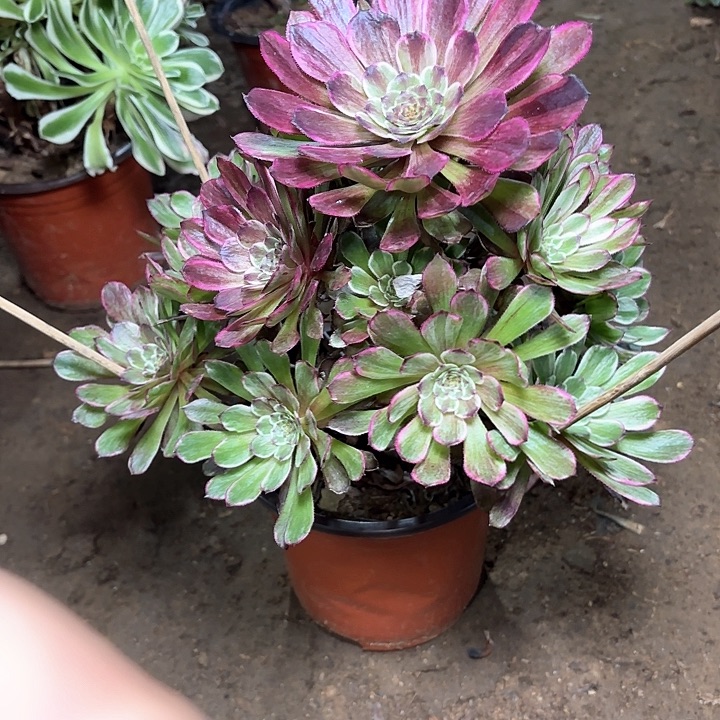 多肉植物水墨画16