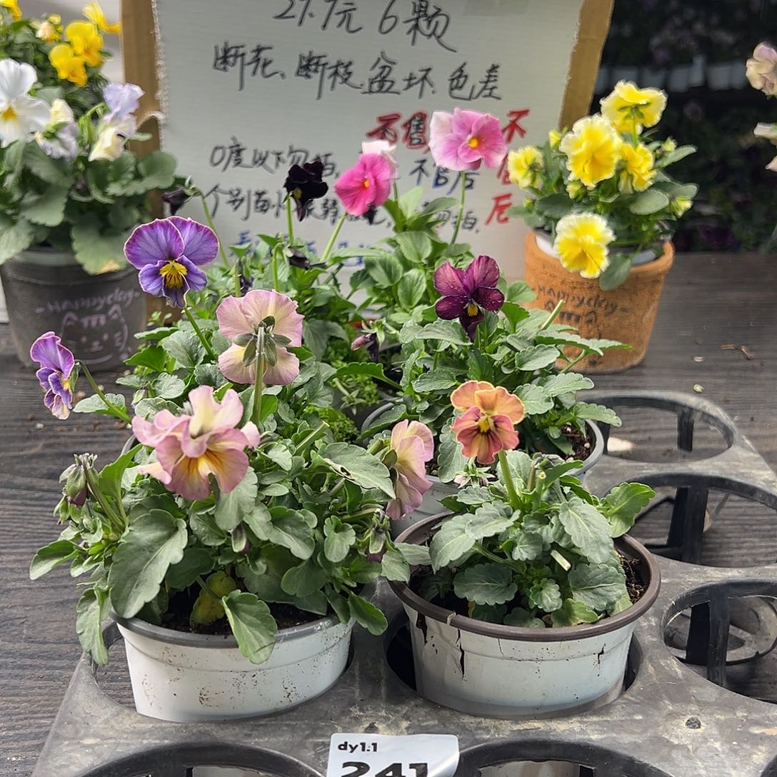 大部分花苞少量开放241号