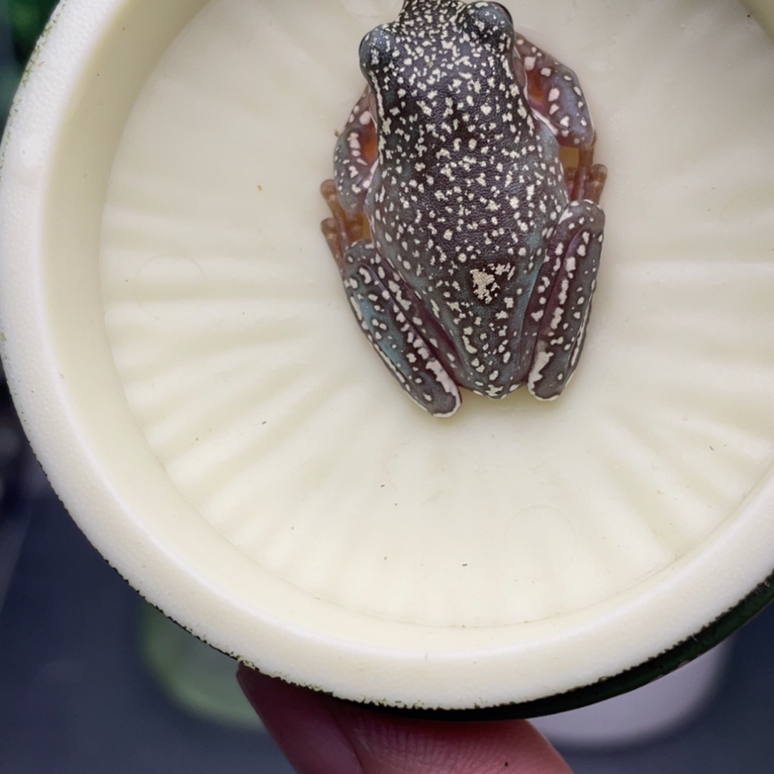 老爷树蛙6号顶级暴雪蓝