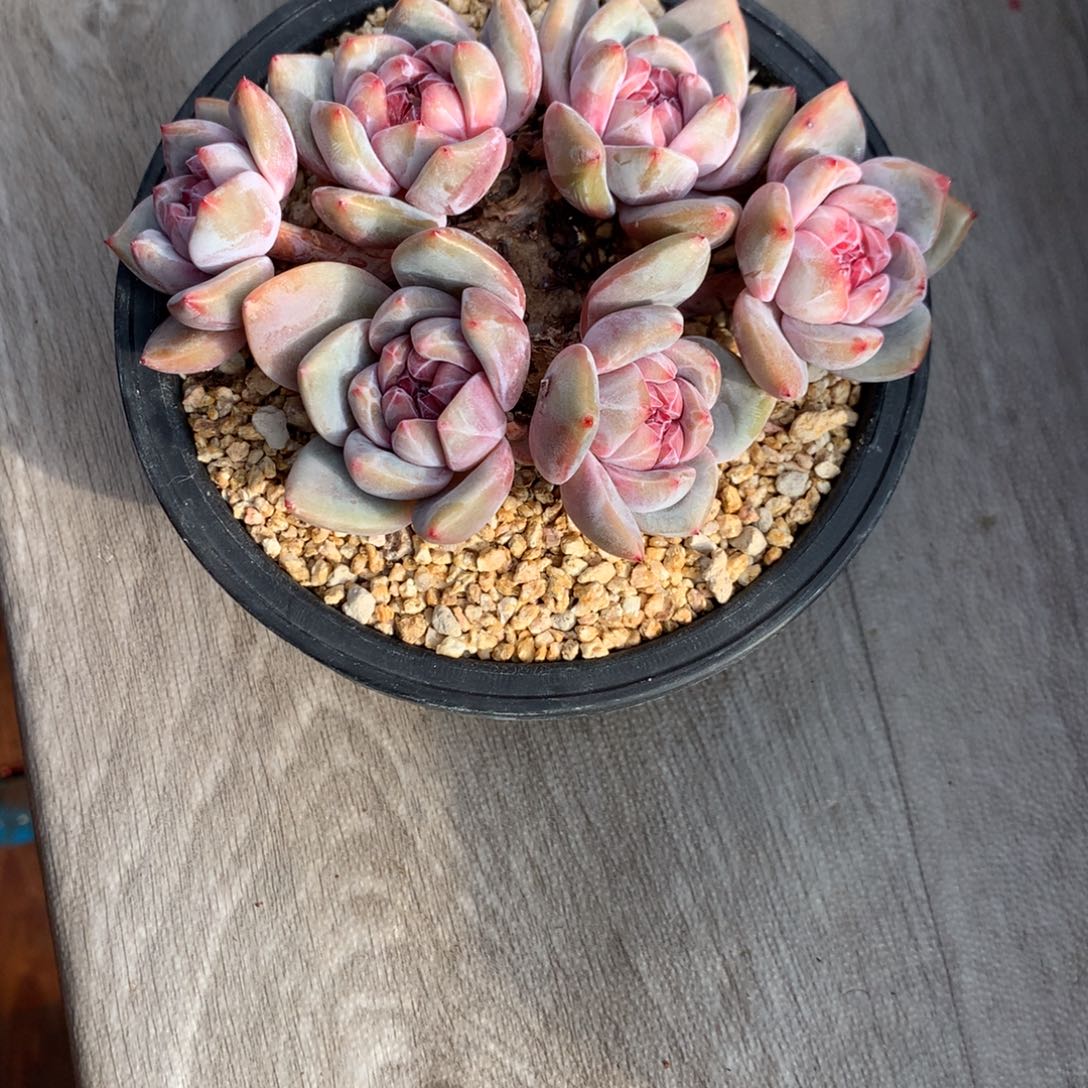 春****?春暖花开突尼斯寄养多肉